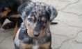 /album/fotogaleria/cachorros-beauceron-p-jpg/