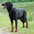 /album/fotogaleria/perros-beauceron-p-jpg/